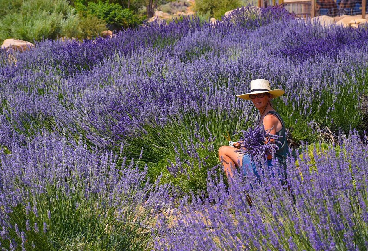 woman sitting in field of lavender, picking