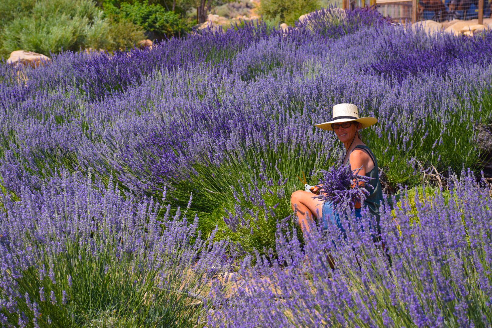Julie picking lavender