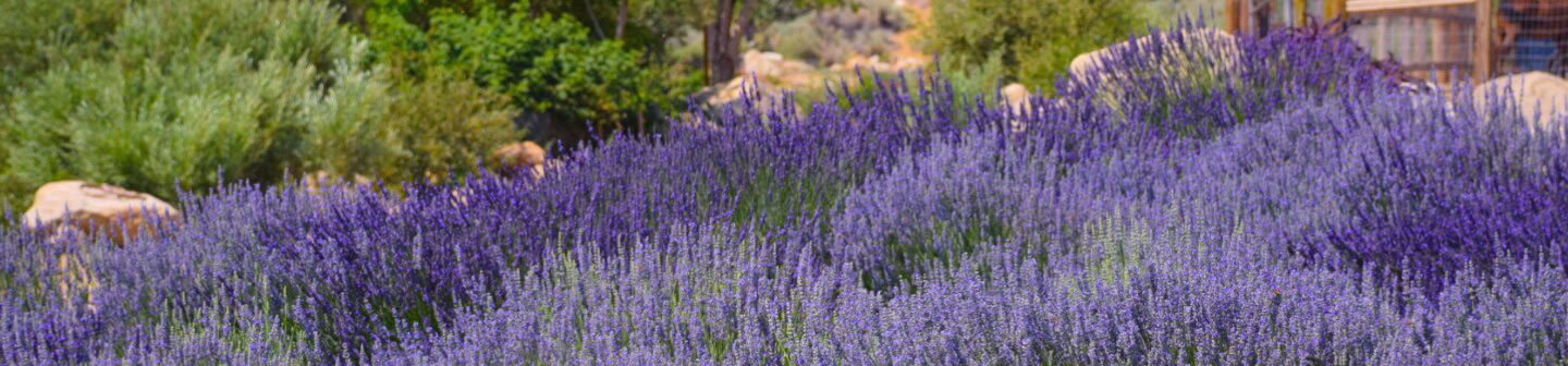Julie-picking-lavender