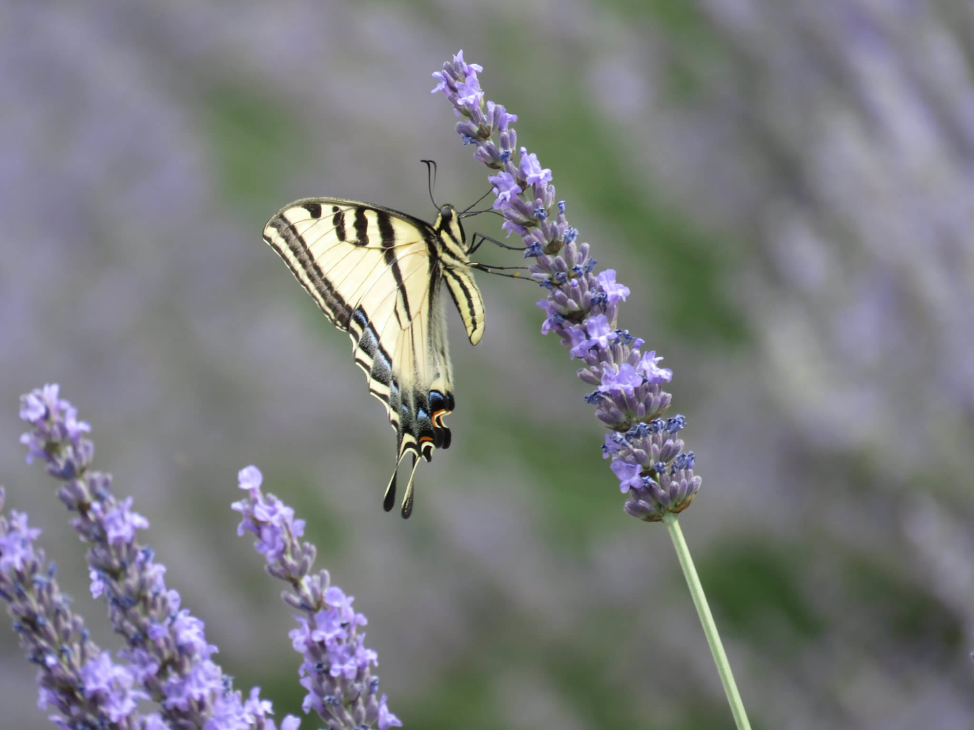 lavender-butterfly