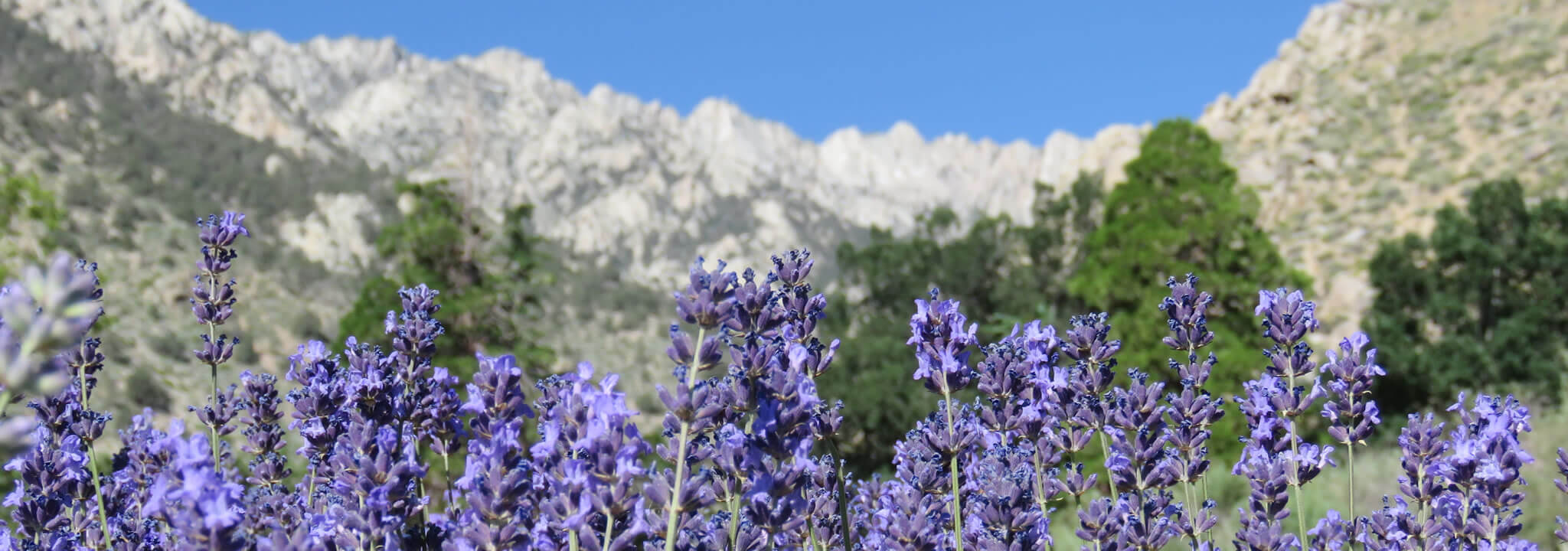 lavender-mountains