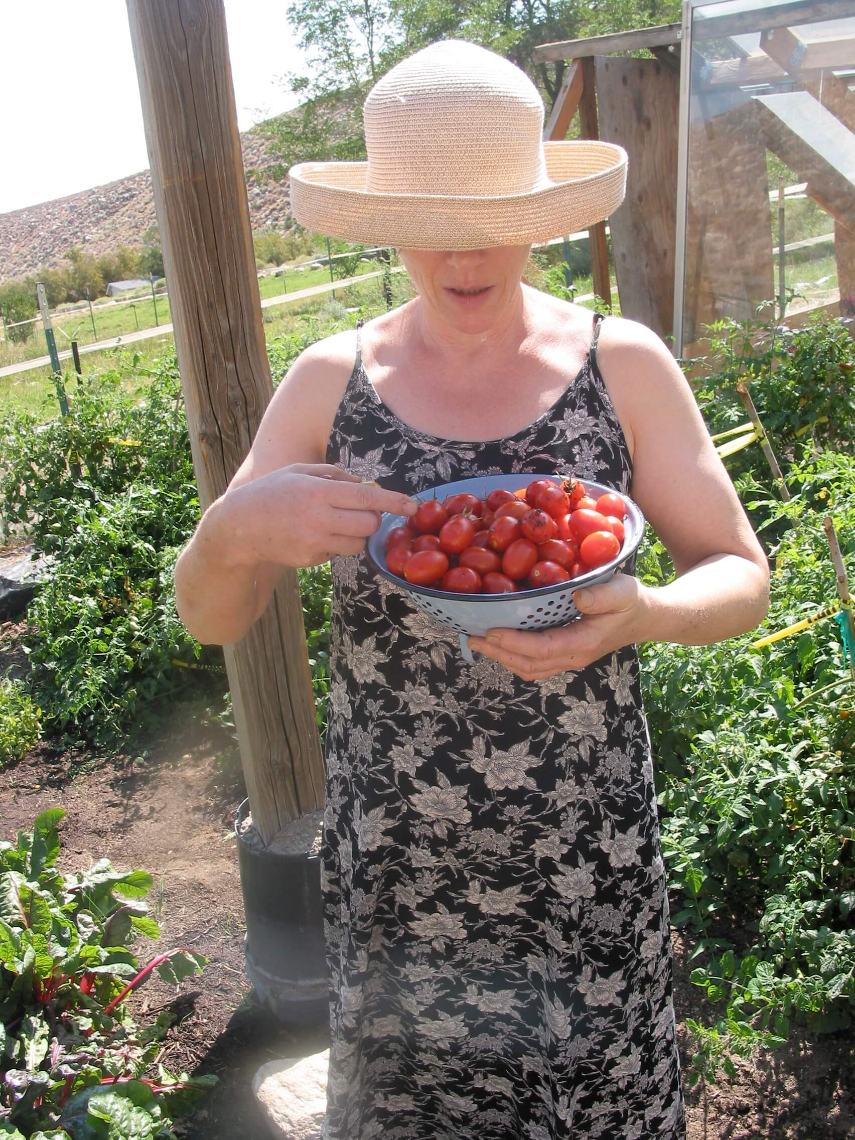 tomato picking