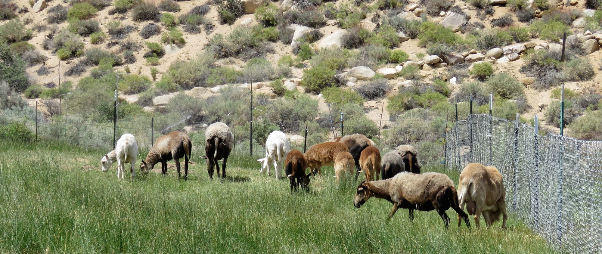 several eastern sierra sheep at pasture